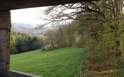 Morgen- oder Abendansitz – was ist besser?