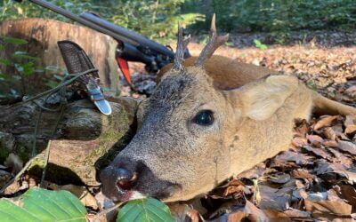 Blattjagd – mit diesen 10 Tipps sicher Beute machen