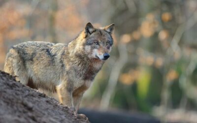 Aktives Wolfsmanagement ist europarechtskonform