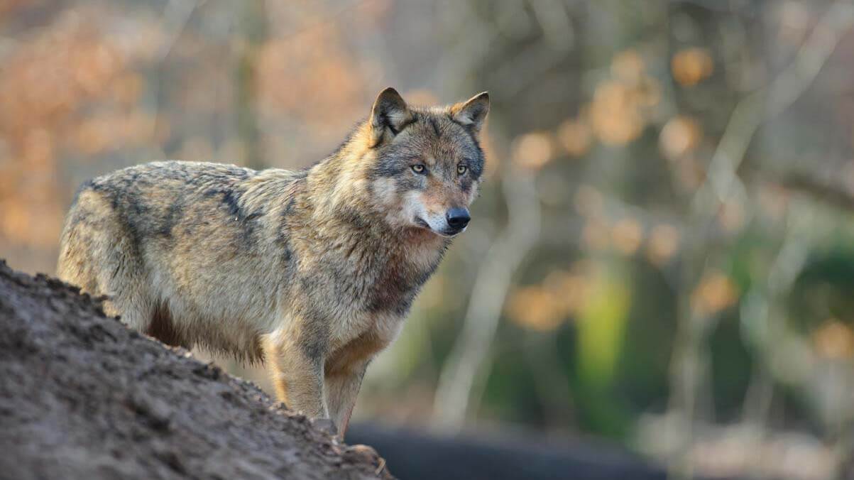 Ein einzelner Wolf steht in der freien Natur. Er schaut in Richtung des Fotografen.