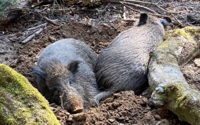 Wildschwein-Paradoxon – endlich gelöst