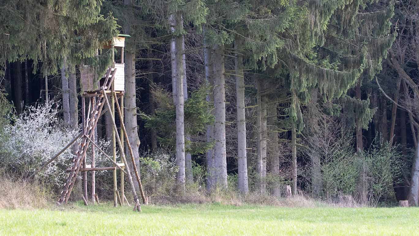 Ein Hochsitz steht an einem Waldrand. Vor dem Hochsitz liegt eine grüne Wiese.