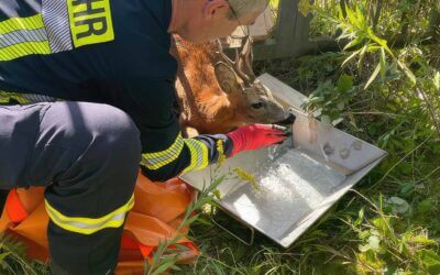Rehbock aus Gittertor gerettet