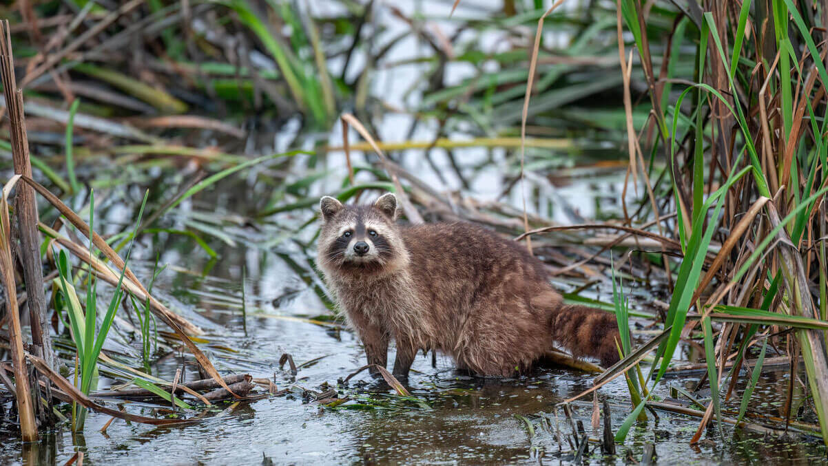 Ein Waschbär sitzt im Wasser in einem Graben und schaut in Richtung des Fotografen.