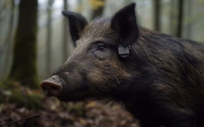 Afrikanische Schweinepest-Früherkennung durch Sensoren