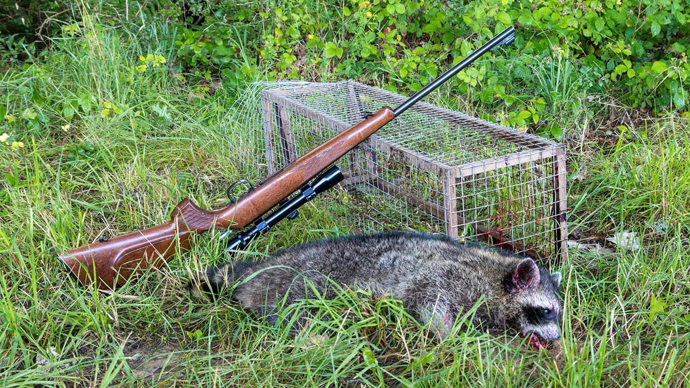 Ein erlegter Waschbär liegt vor einem Abfangkorb. An dem Abfangkorb angelehnt ist eine Jagdwaffe zu erkennen.