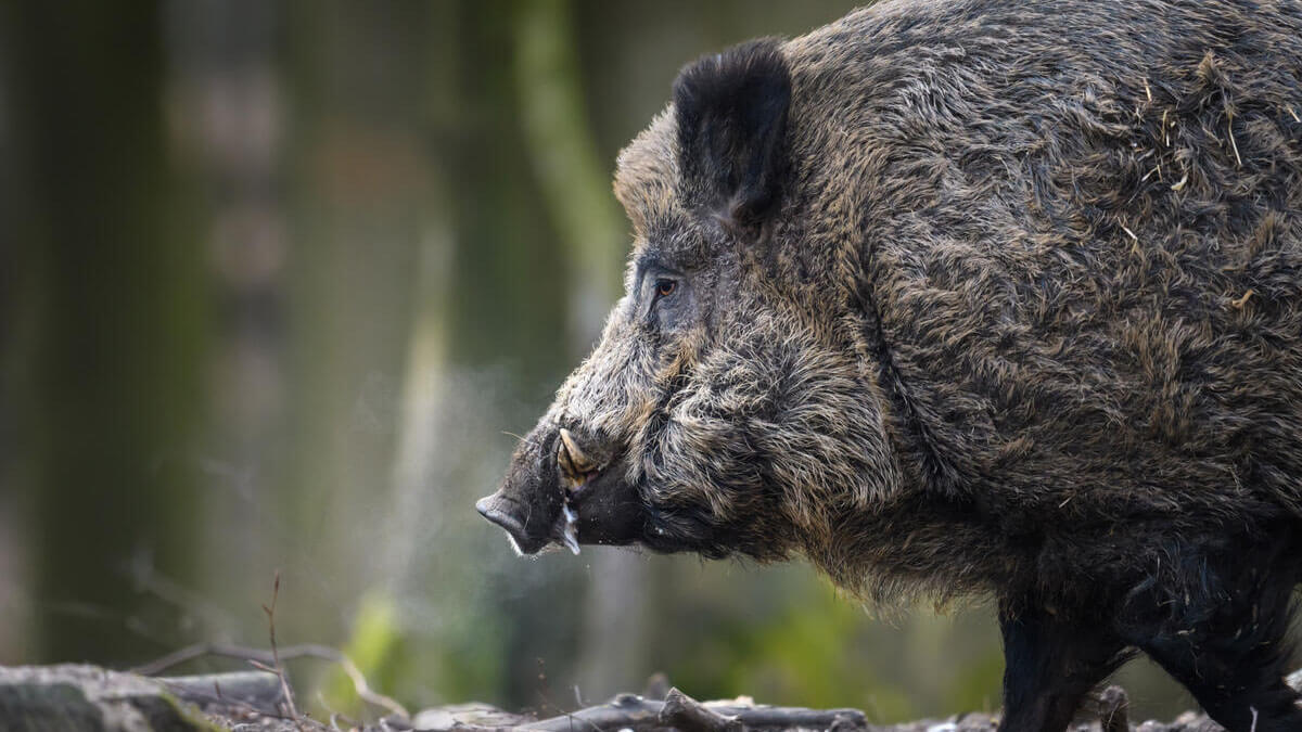 Ein großes Wildschwein schaut von der rechten Seite ins Bild