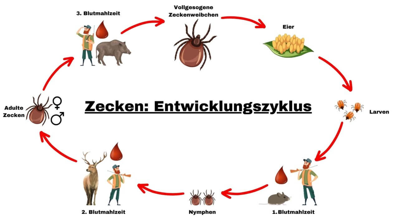 Gut geschützt vor Zecken - Borreliose und FSME vorbeugen