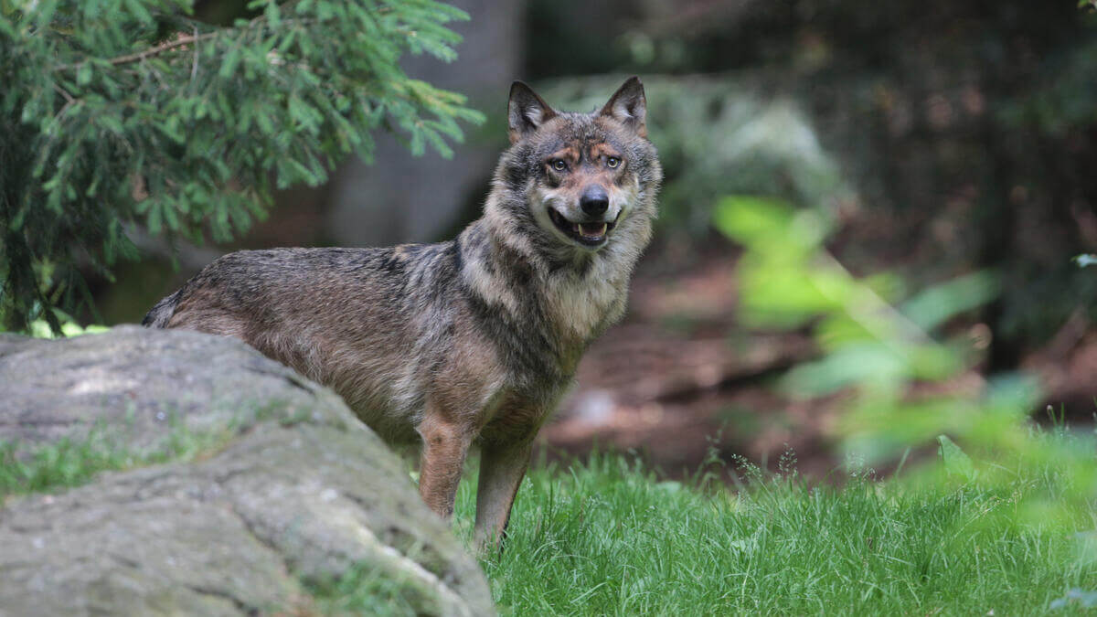 Ein einzelner Wolf steht auf einer Wiese und schaut in Richtung des Fotografen.