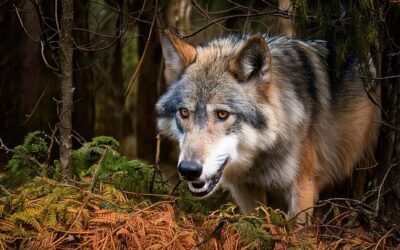 Belegt: Wolf tötet Jagdhund