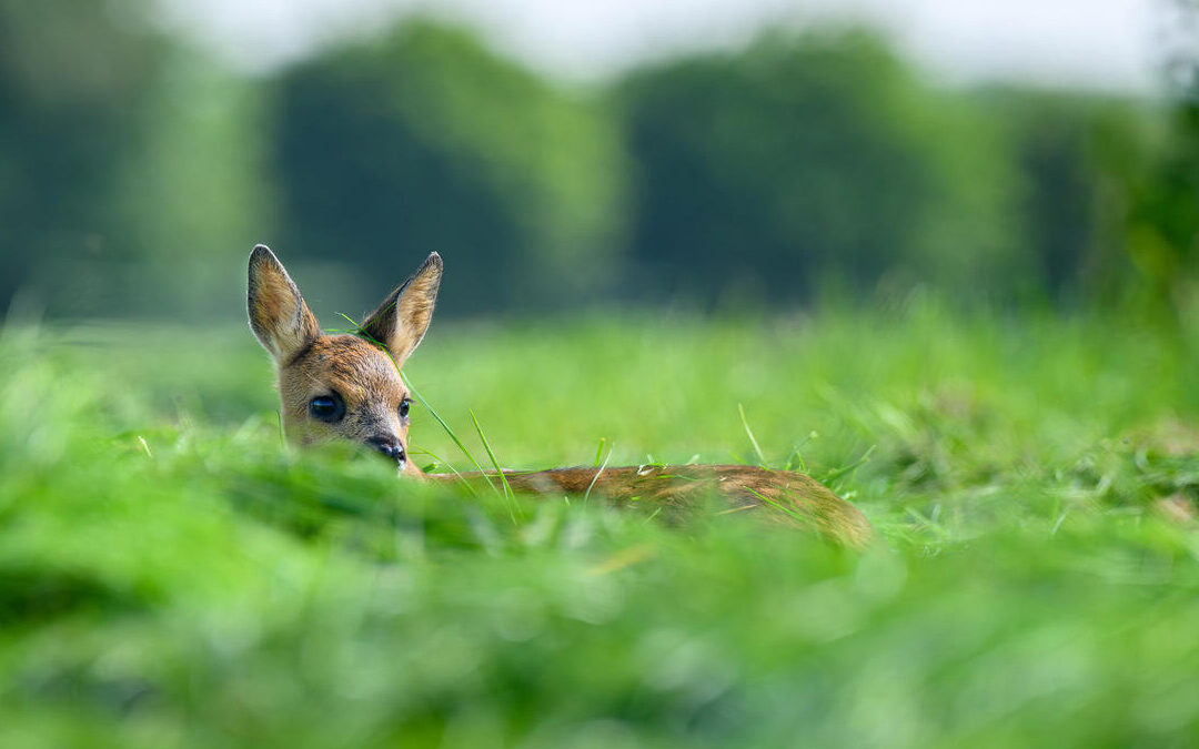 Jungwild vor der Mahd schützen