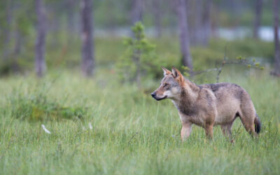 Wolfs-Bestandsmanagement gefordert