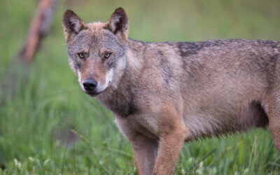 5 Kernforderungen zum Wolf im Jagdrecht